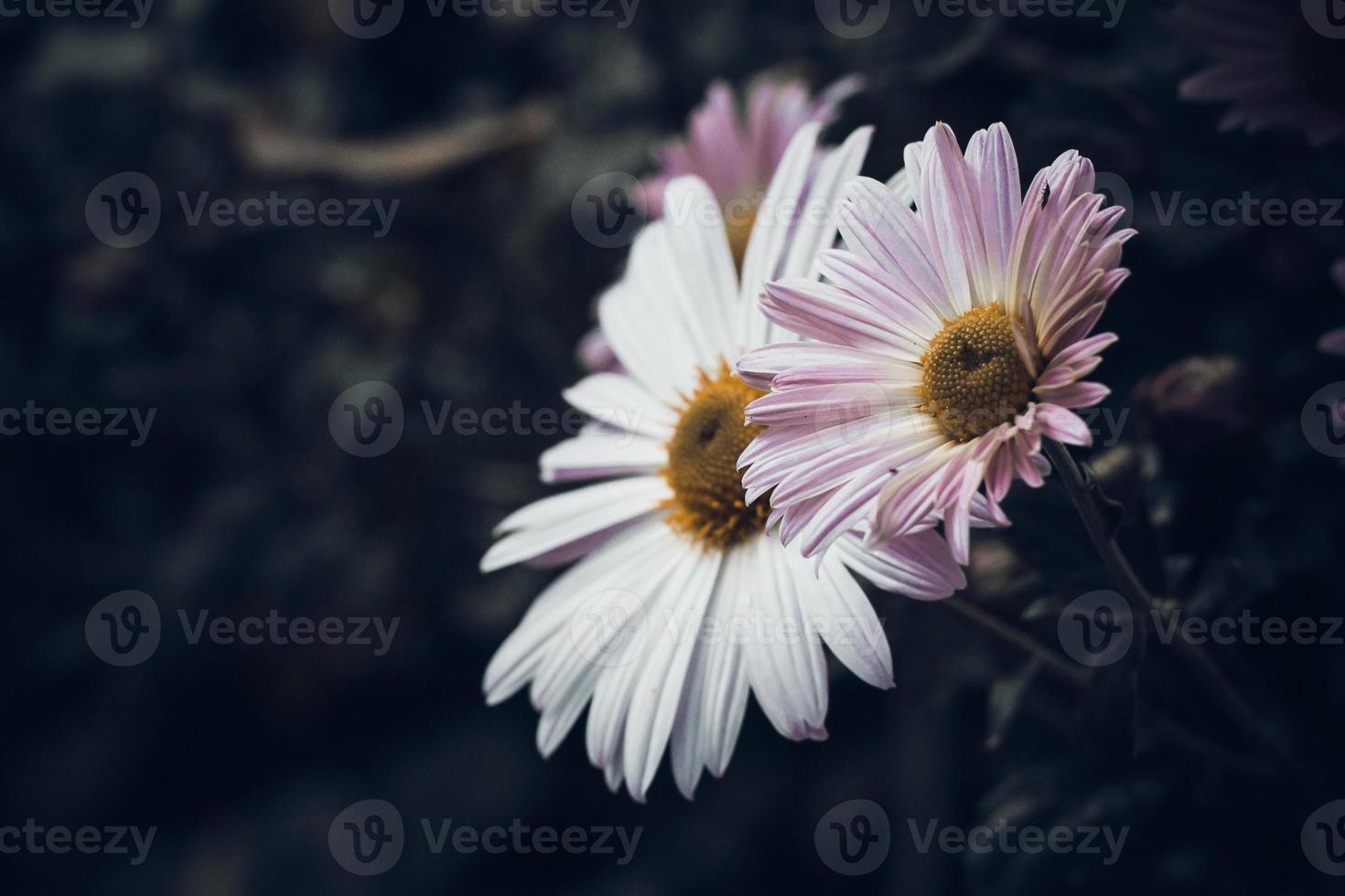 Herbstchrysanthemen auf dunklem Hintergrund foto