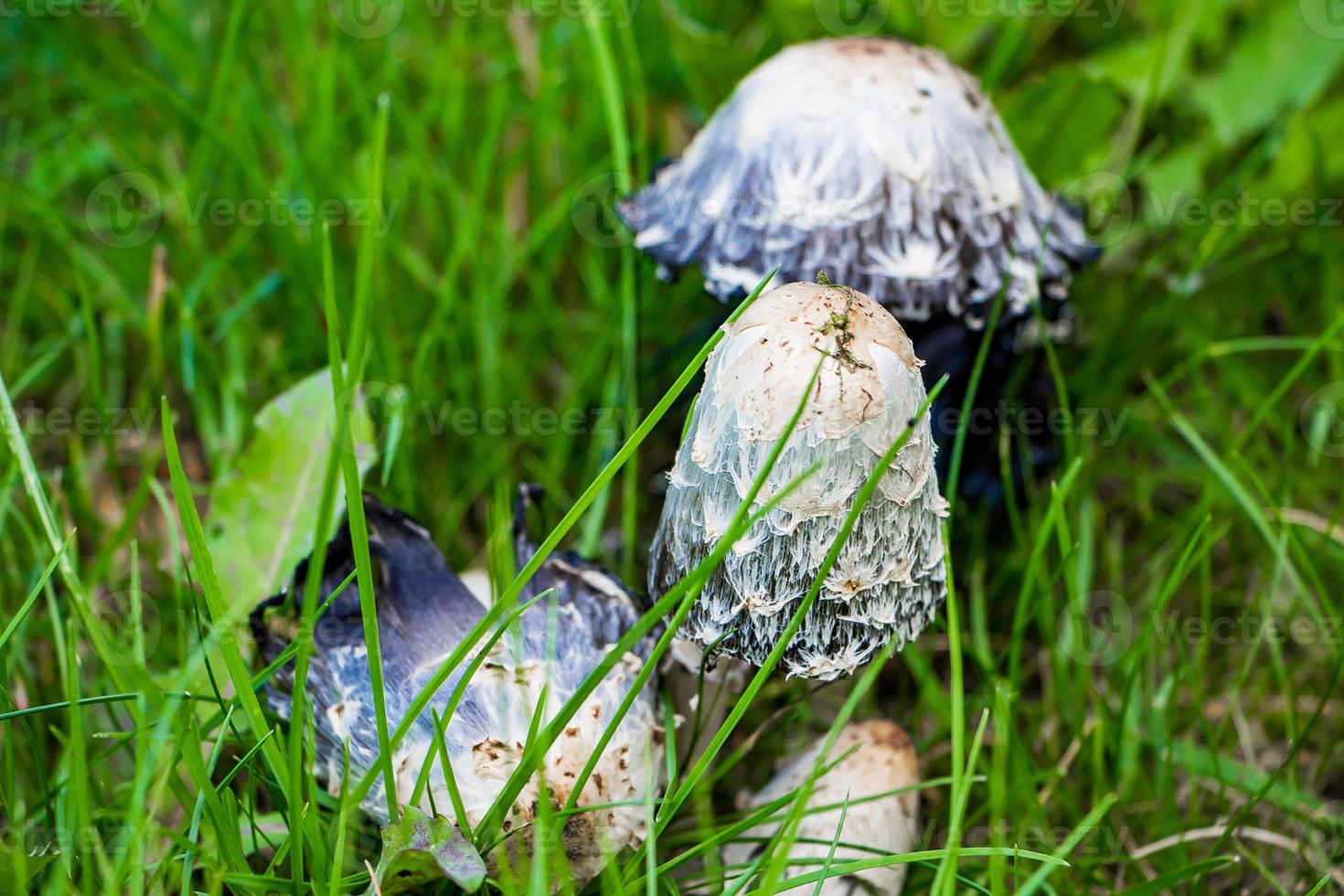 giftige Pilze blasser Fliegenpilz im Gras foto