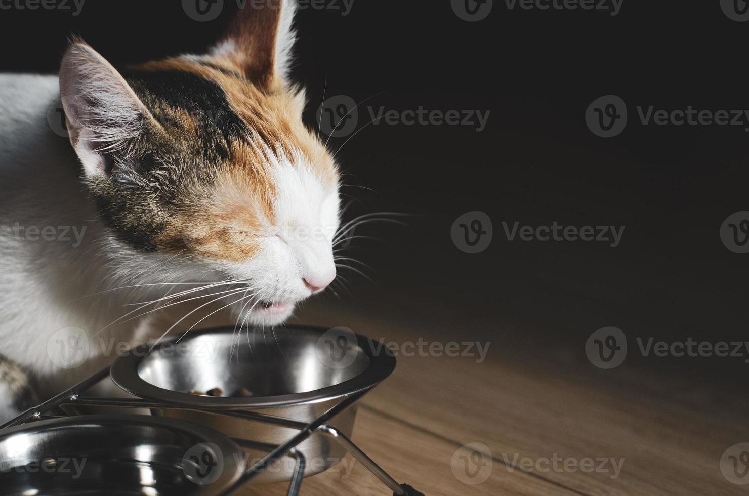 hungrige dreifarbige Katze frisst Trockenfutter foto