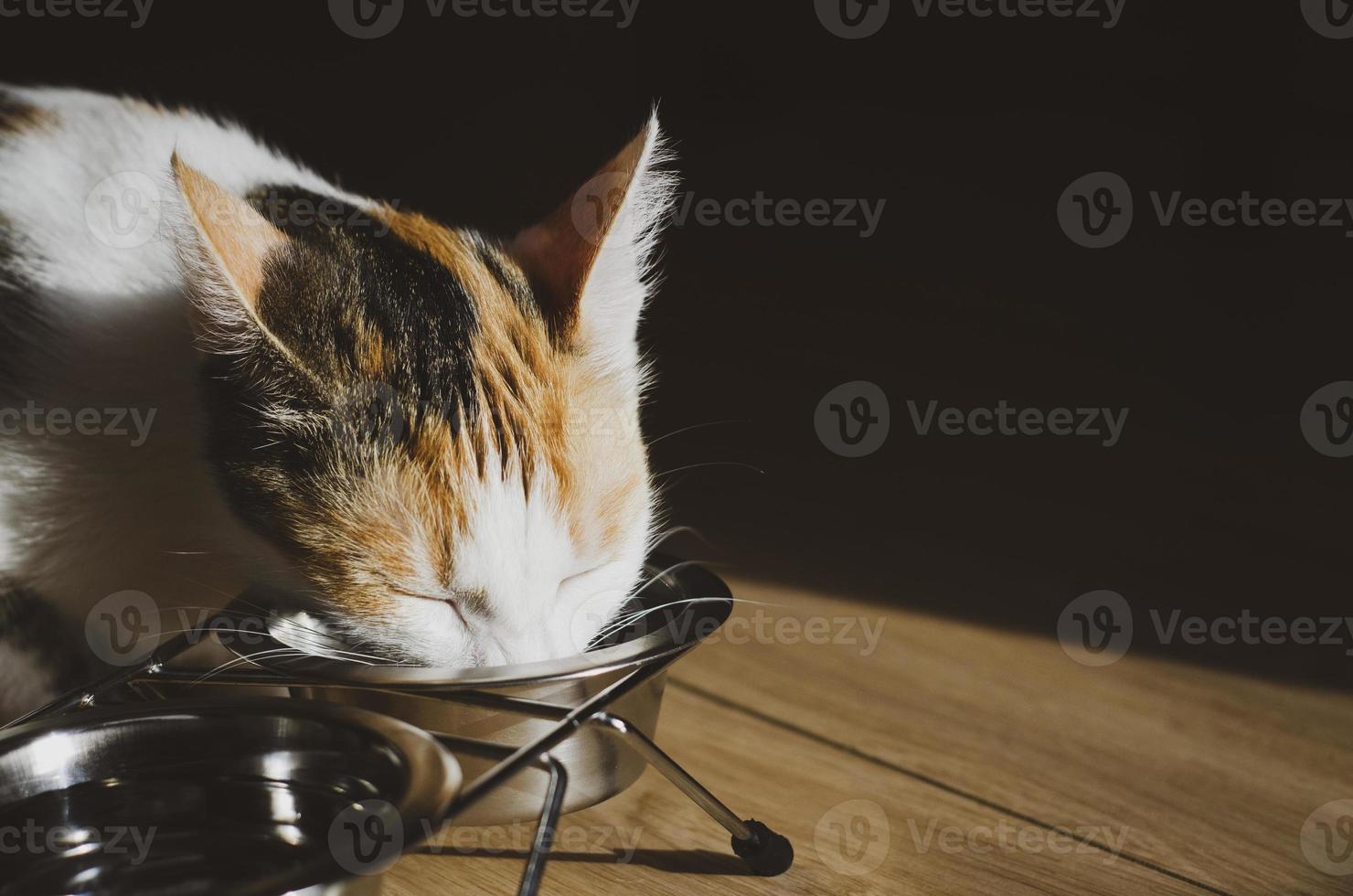 hungrige dreifarbige Katze frisst Trockenfutter foto