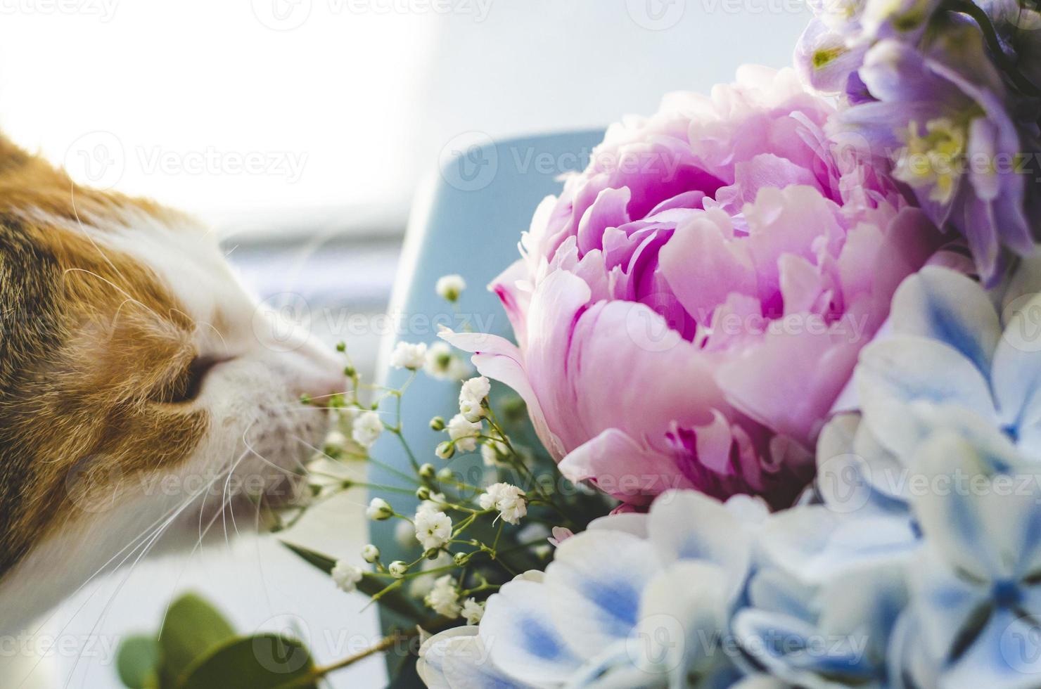dreifarbige Hauskatze beißt Blumen foto