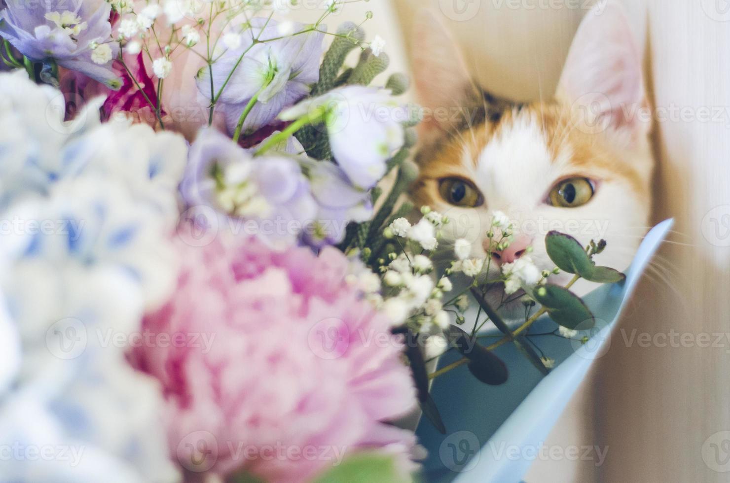 dreifarbige Hauskatze schnüffelt an den Blumen foto