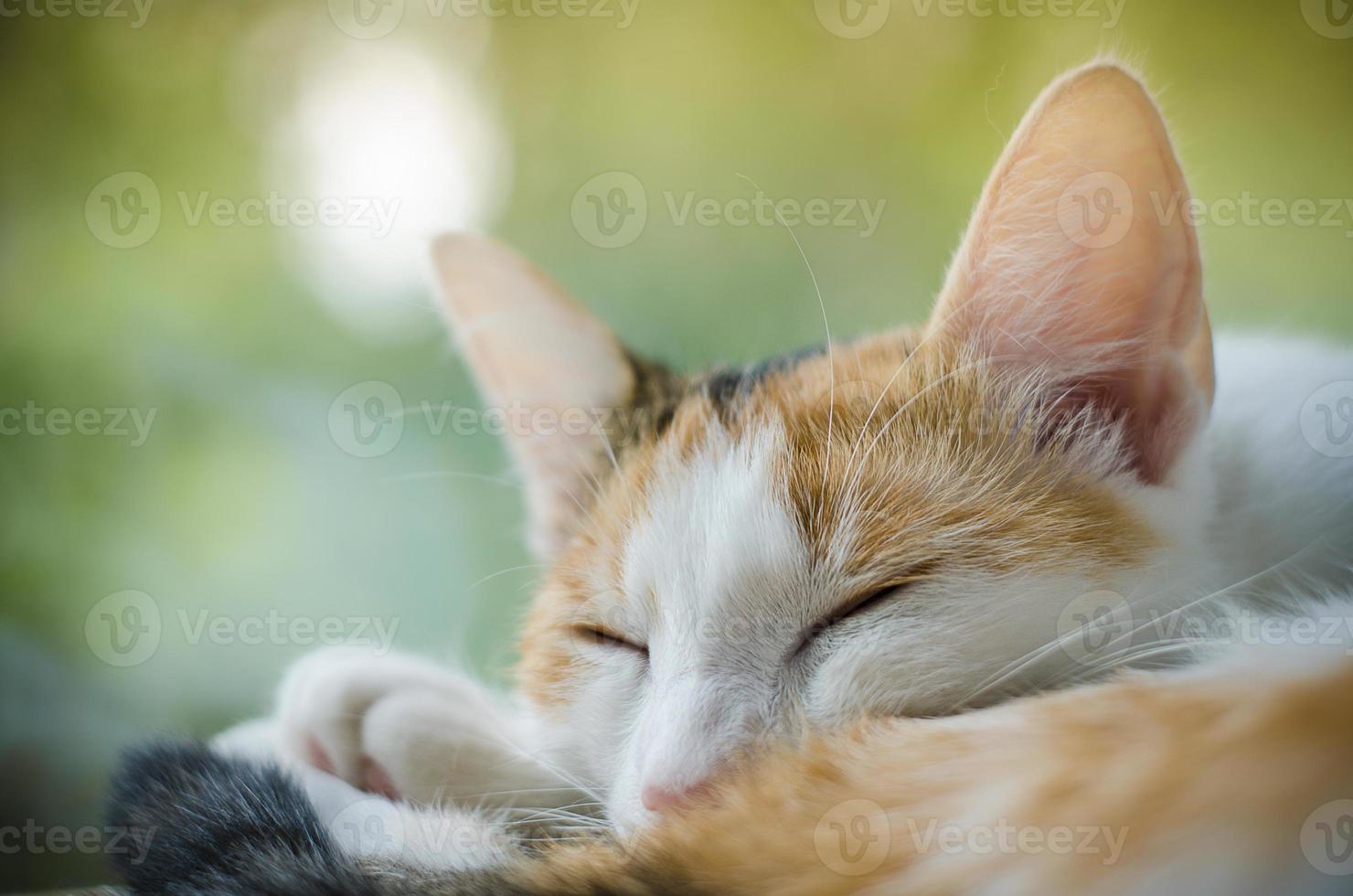 Dreifarbige Katze, die in der Nähe des Fensters schläft foto