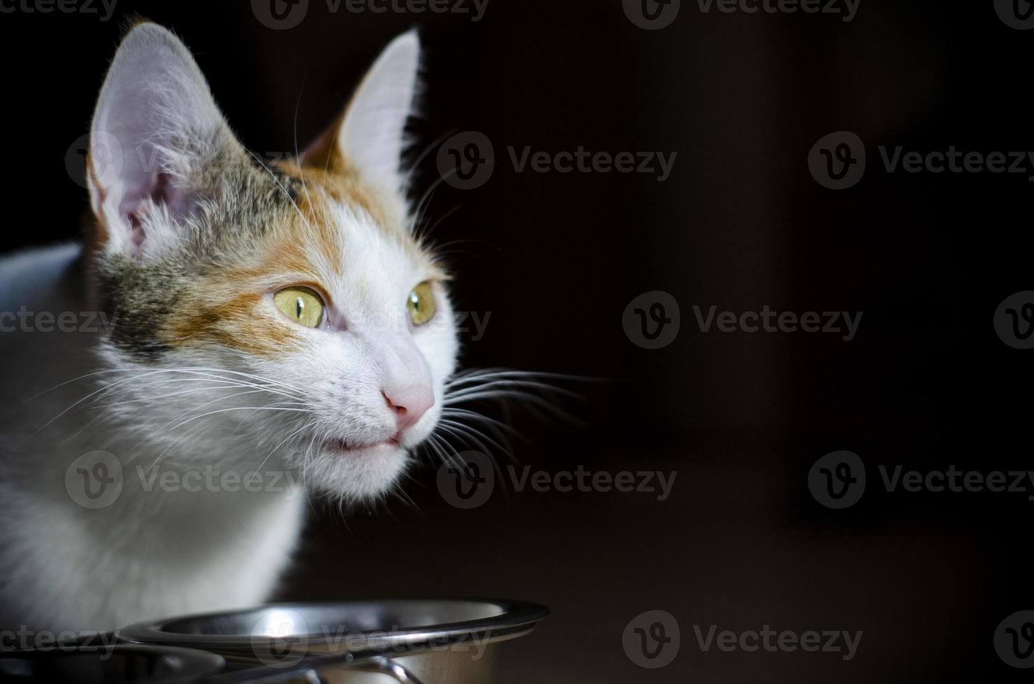 hungrige dreifarbige Katze frisst Trockenfutter foto