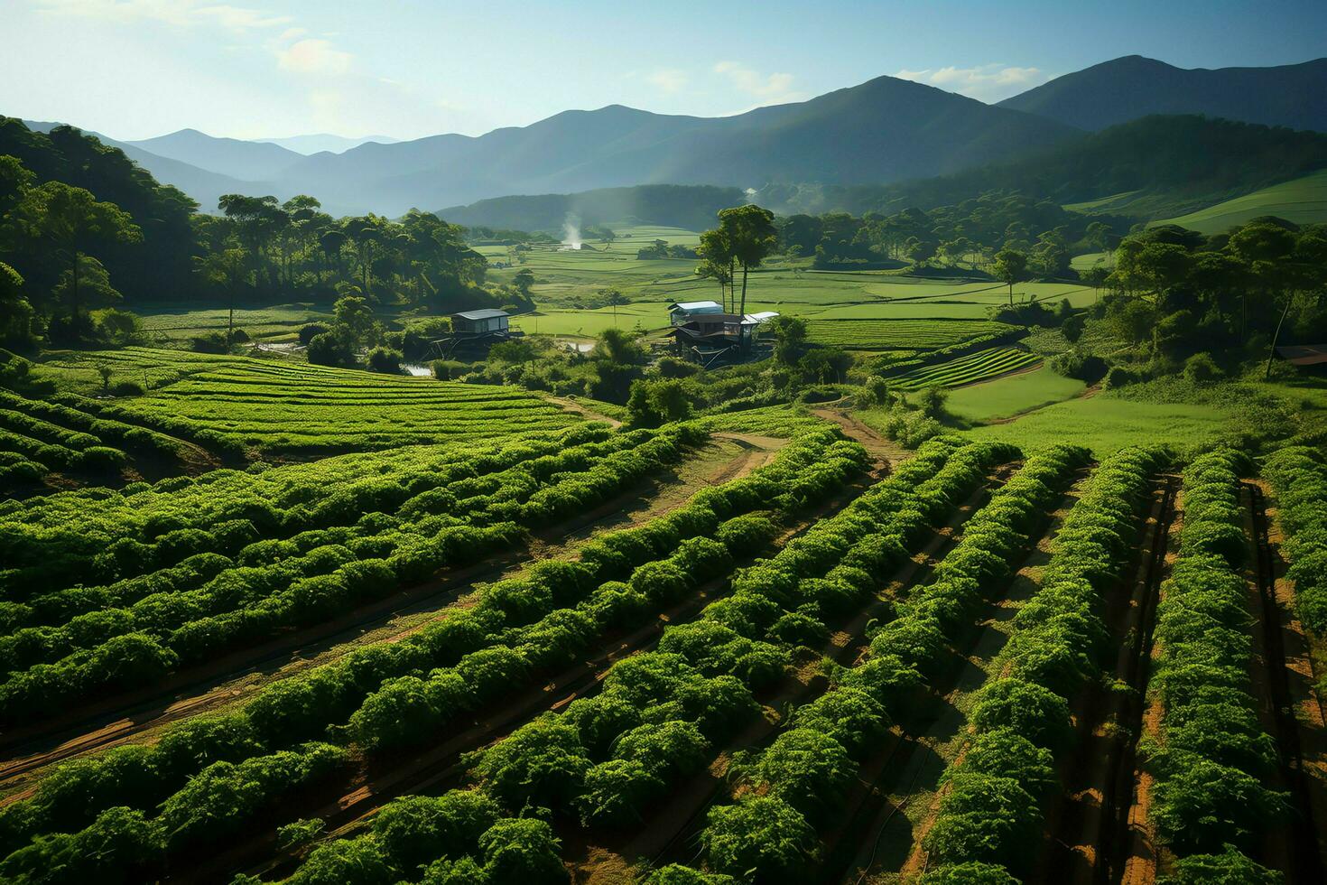 schön Aussicht von ein Tee Feld Plantage, Weinberg Bauernhof oder Erdbeere Garten im das Grün Hügel beim Sonnenaufgang Konzept durch ai generiert foto