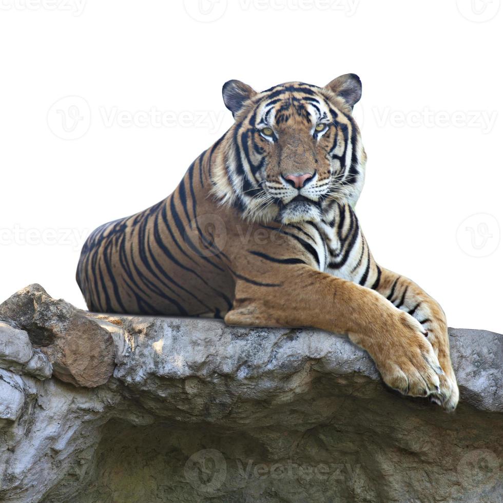 Tiger auf weißem Hintergrund foto