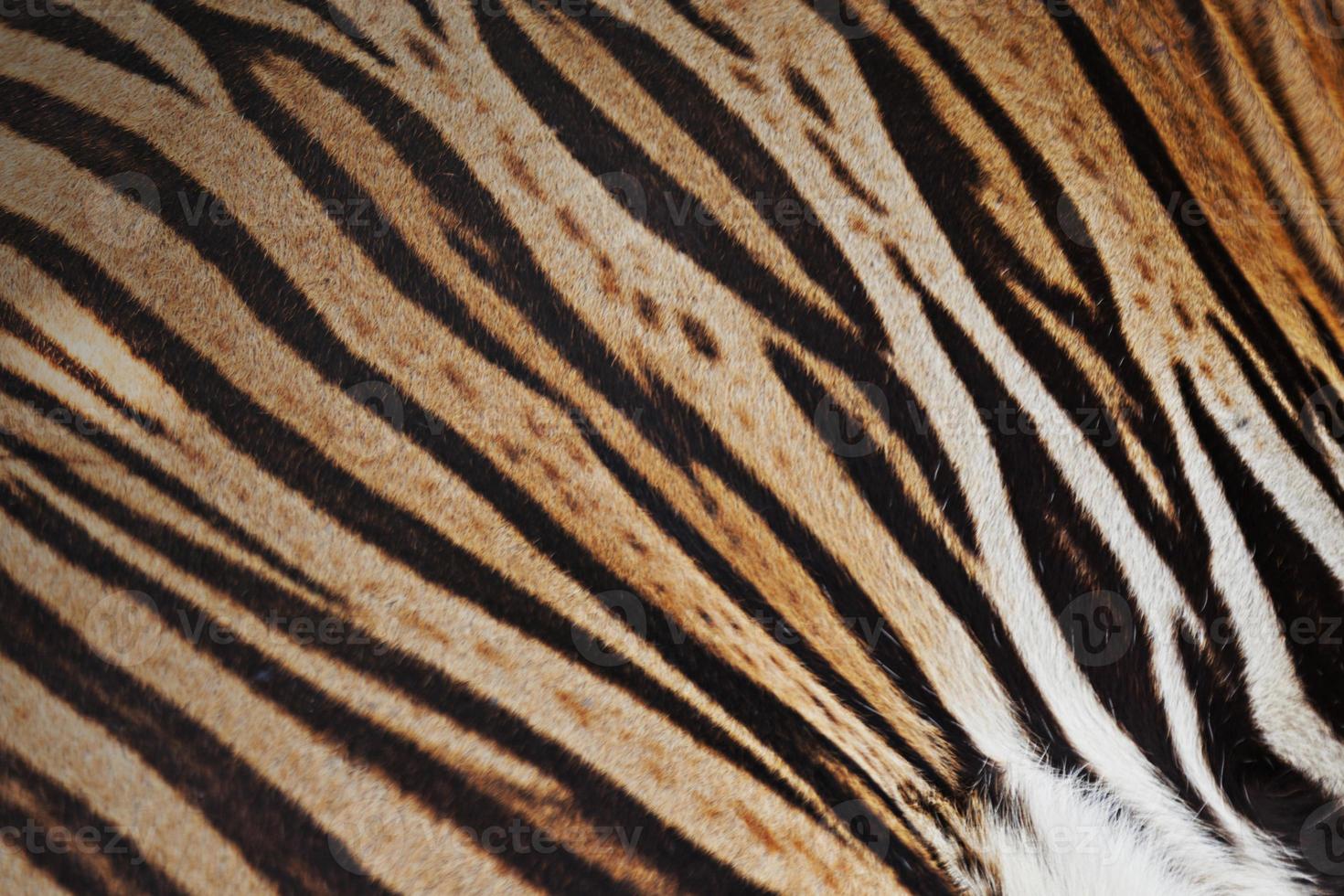 Tigerhaut Hintergrund foto