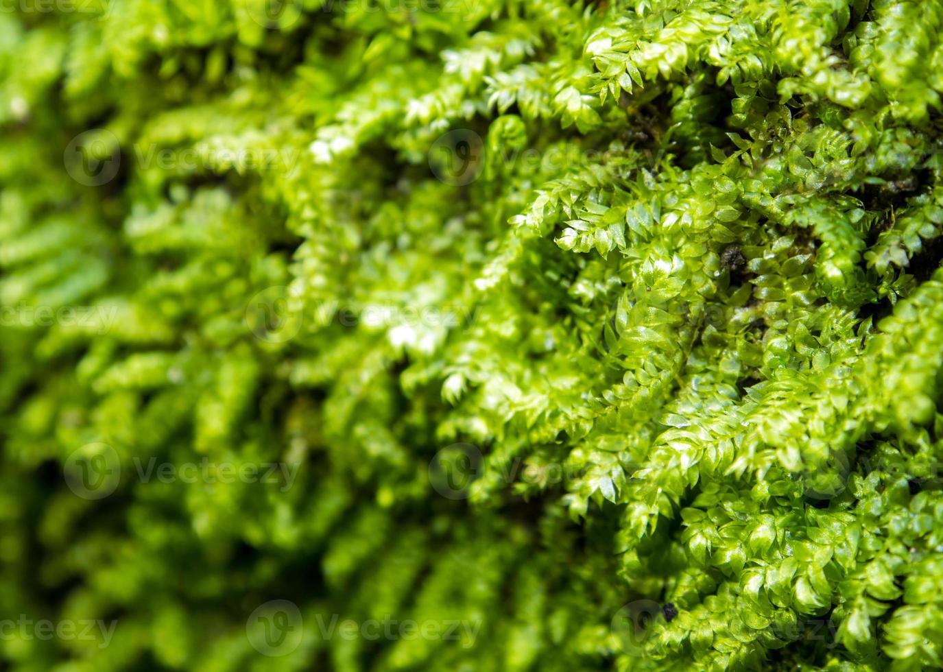 Frisches grünes Moos wächst im Regenwald foto