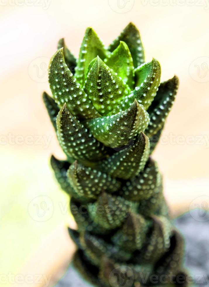 Haworthia reinwardtii eine mehrjährige Sukkulentenart foto