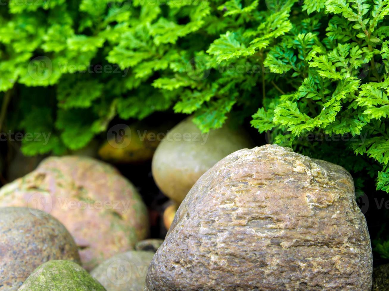 Frische Selaginella involviert Farn auf Flussfelsen foto