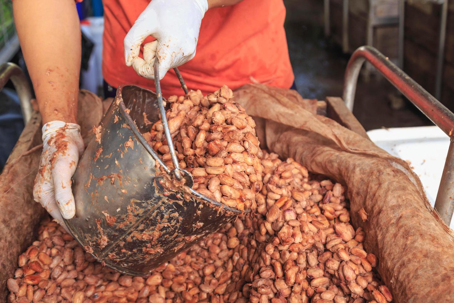 der Prozess der Fermentation frischer Kakaobohnen zur Herstellung von Schokolade foto