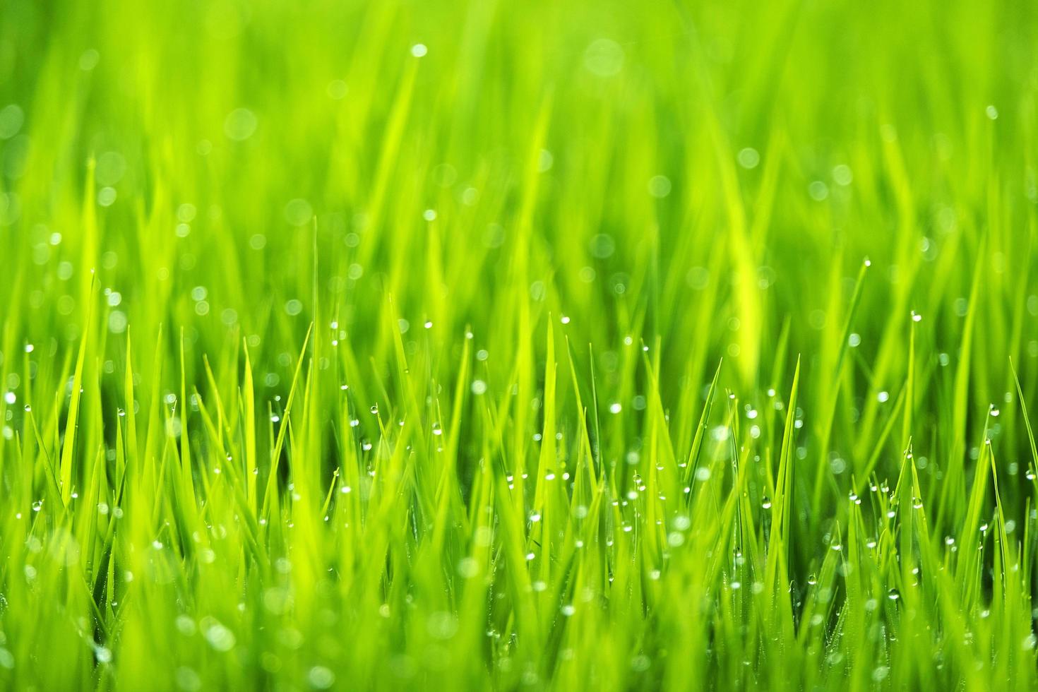 Frühlings- oder Sommersaison abstrakter Naturhintergrund foto