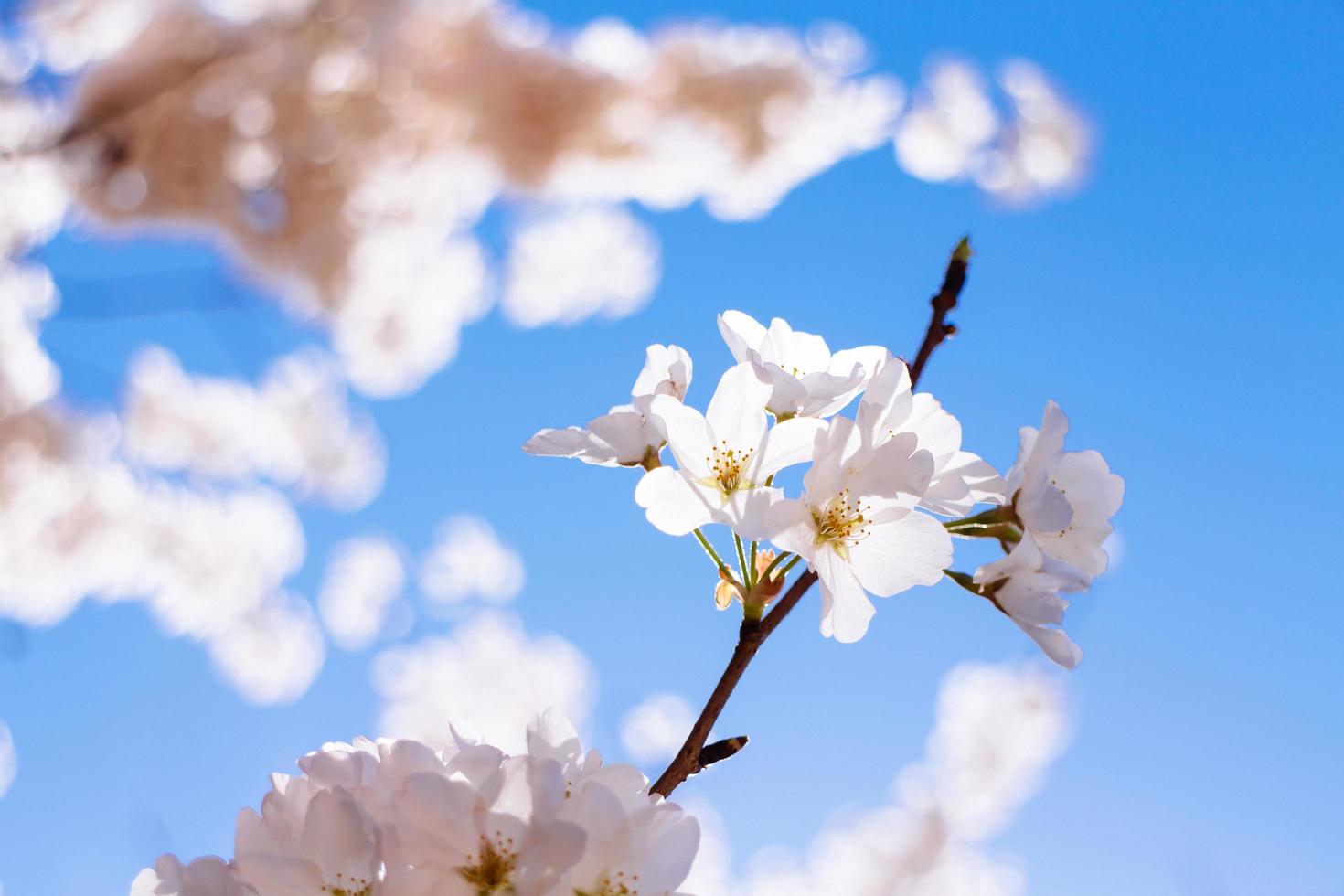 schöne Kirschblüten foto