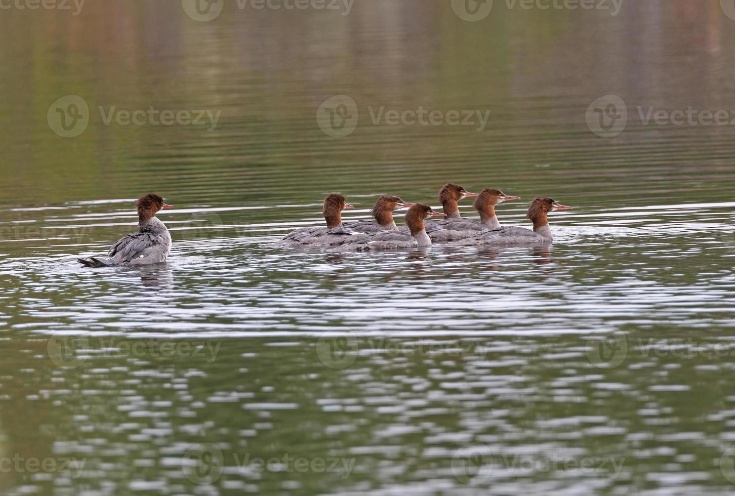 Gänsesäger auf einem abgelegenen See foto