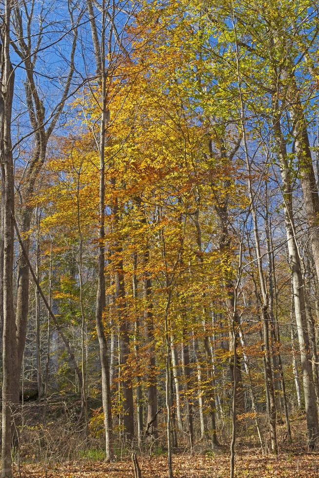 Herbstfarben im Unterholz des abgelegenen Waldes foto