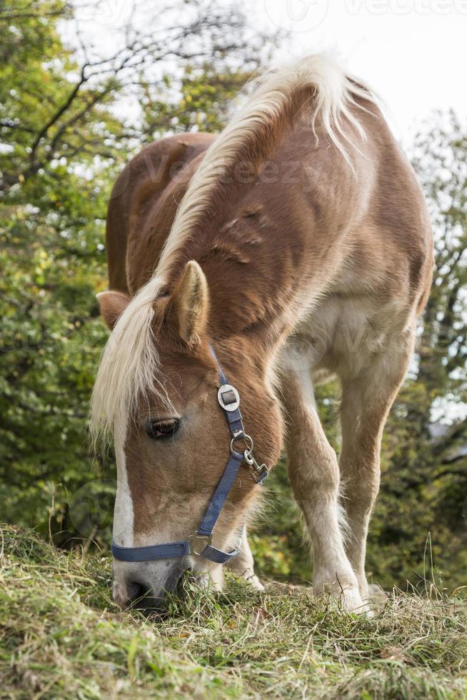 Nahaufnahme von Pferd, das auf Gras in einem Feld weidet? foto