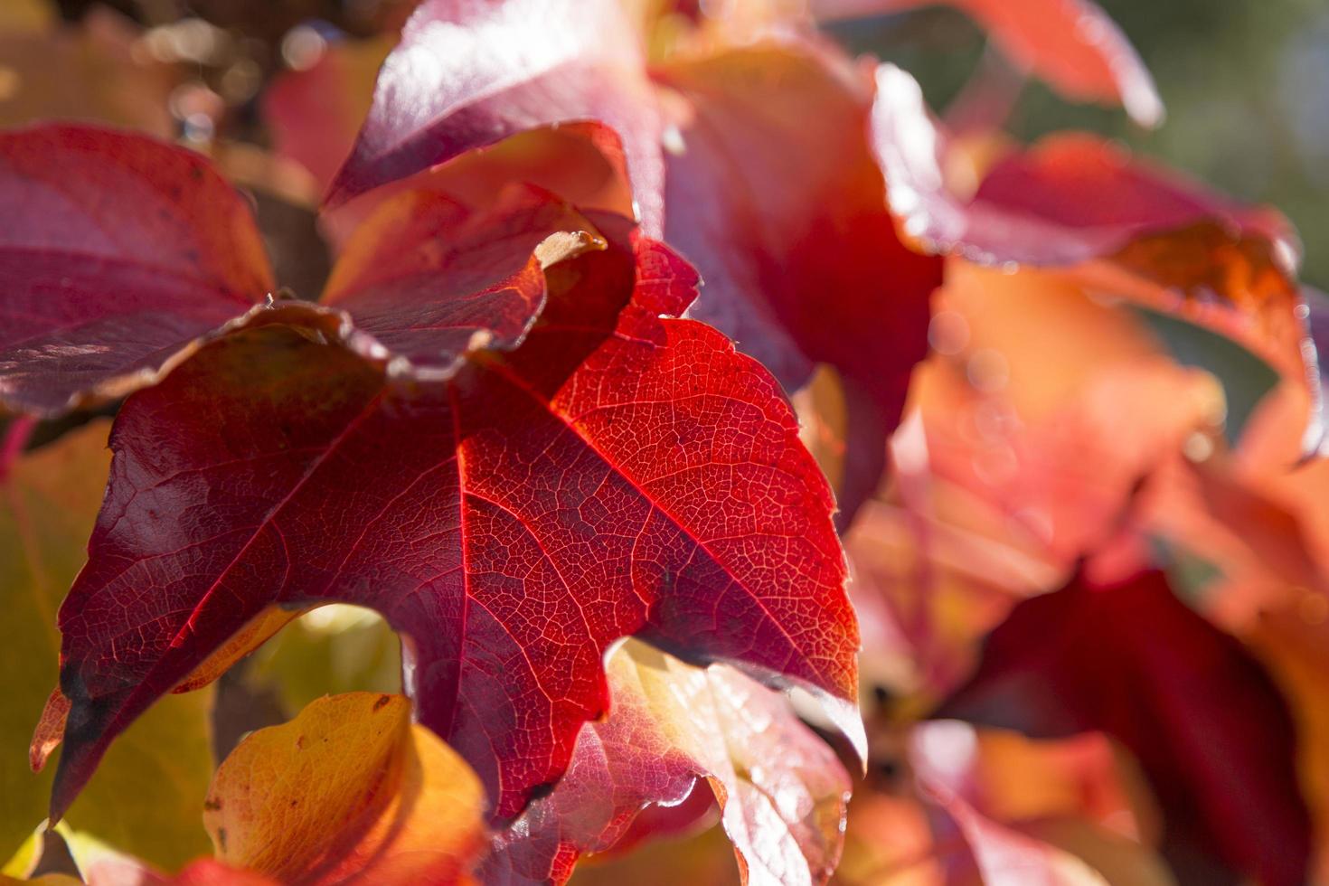 Herbst hintergrundbeleuchtete rote Weinblätter foto