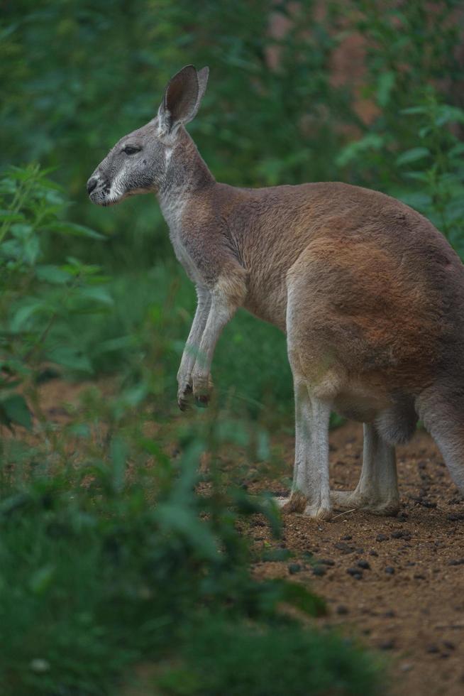 rothalsiges Wallaby foto