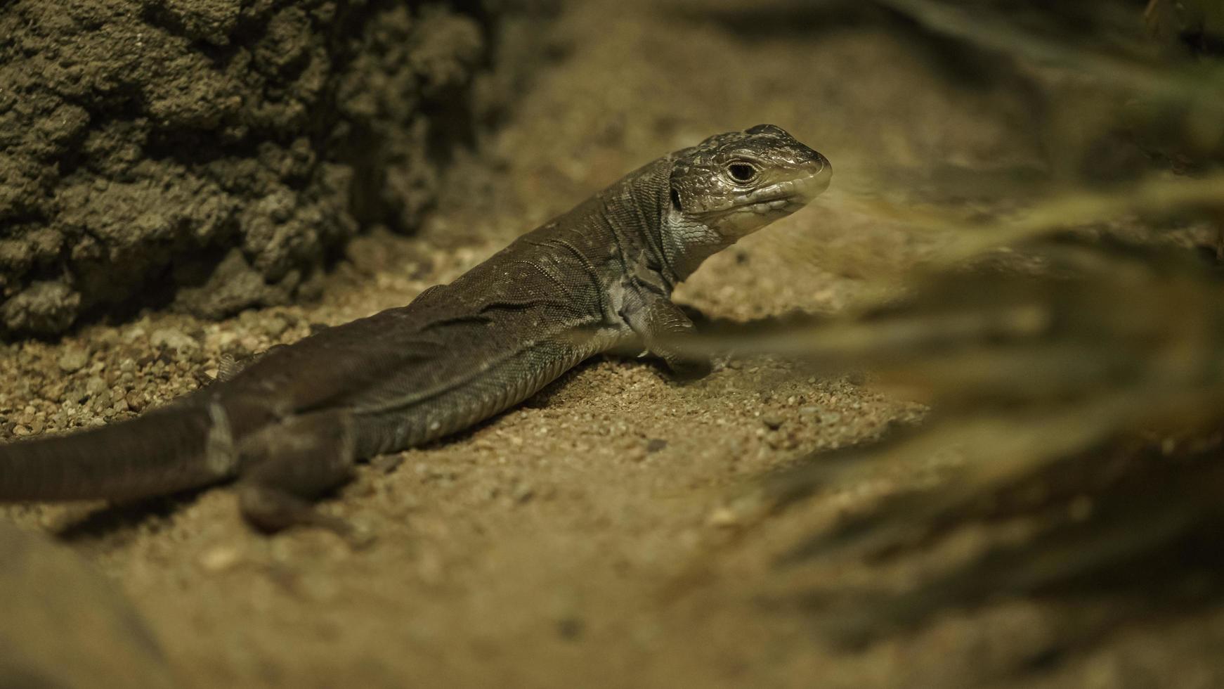 Timon Pater im Terrarium foto