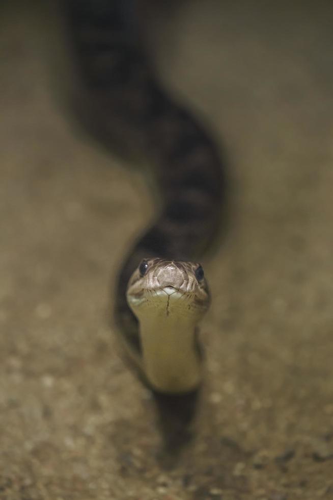 jamaikanische Boa im Terrarium foto