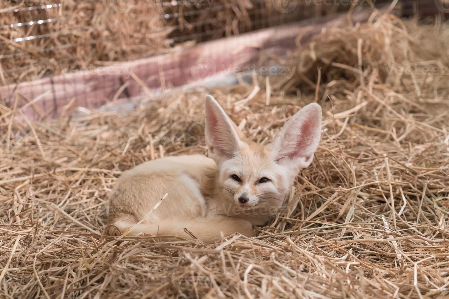 Fennekfuchs oder Wüstenfuchs foto