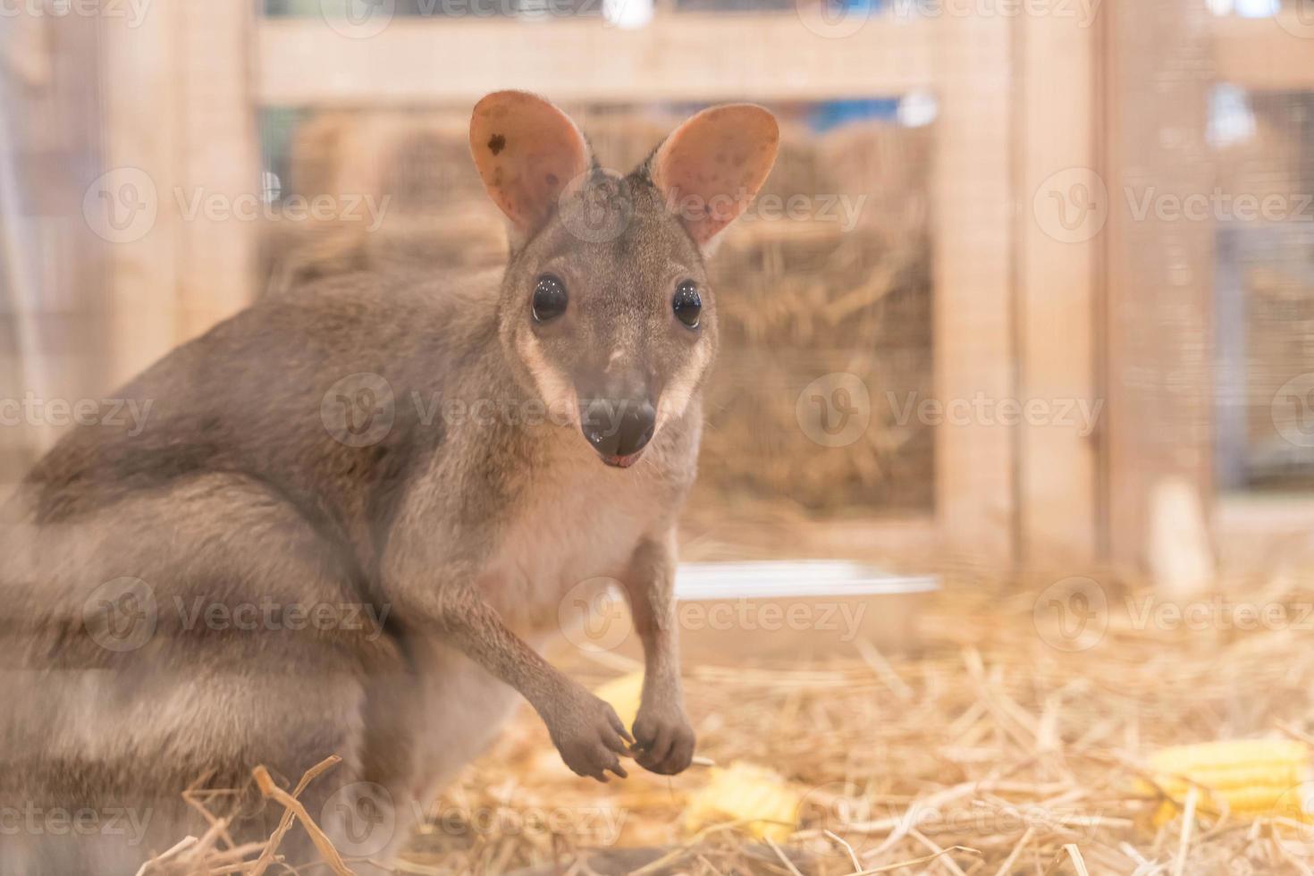 Wallaby oder Mini-Känguru foto