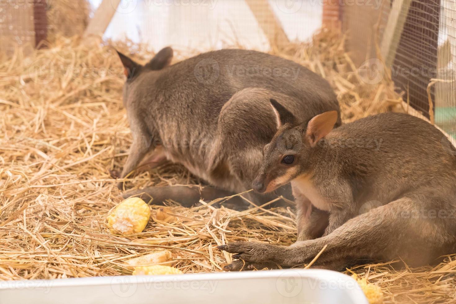 Wallaby oder Mini-Känguru foto