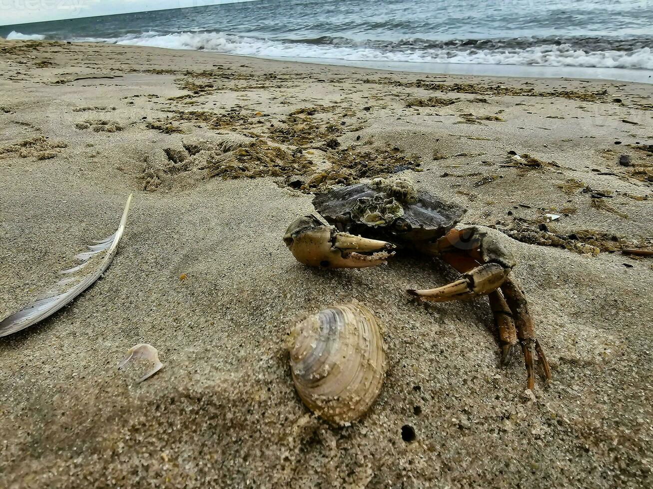 Norden Meer Krabben auf das Strand im blavand Dänemark foto