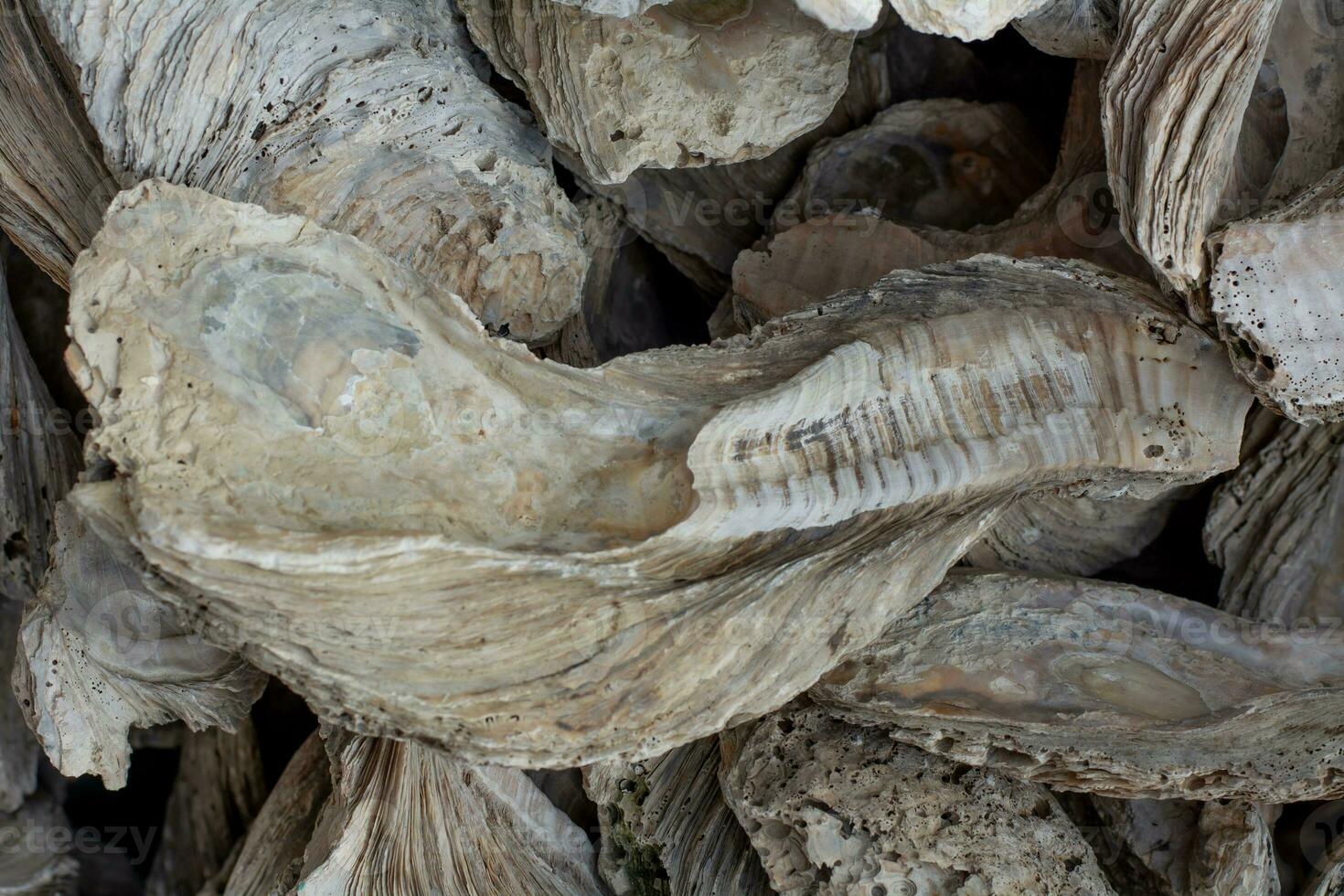 Schaltier Fossilien uralt Auster Mauer gemacht von Muscheln groß Menge foto