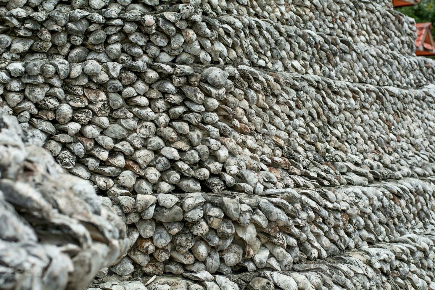 Schaltier Fossilien uralt Auster Mauer gemacht von Muscheln groß Menge foto