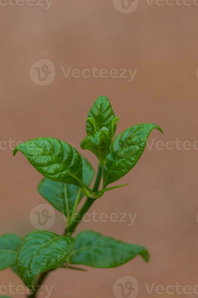 frisch Grün Kraut Blatt Nahansicht foto