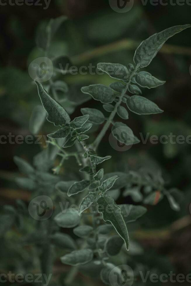 Kirsche Tomate oben Nieder Nahaufnahme. foto