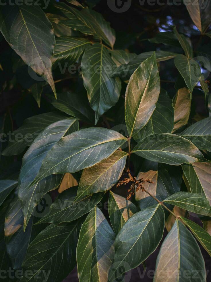 Grün Blätter im das Abend Licht. foto