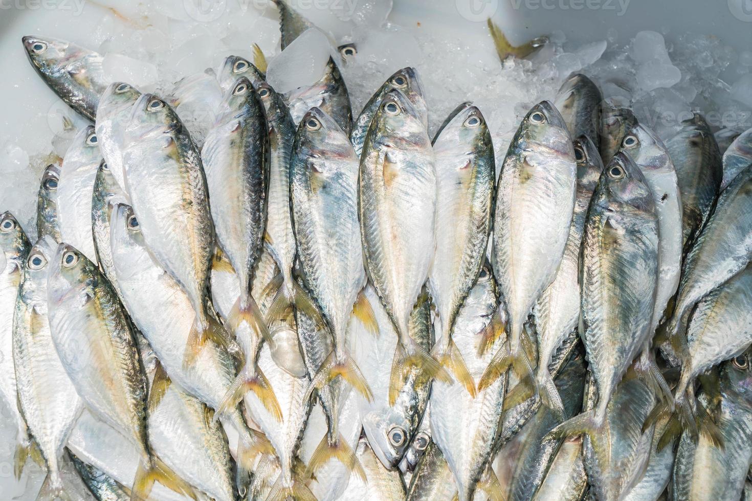 frische Makrelen auf dem Markt in Thailand foto