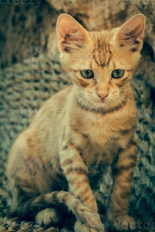 Tabby Katze sieht aus in Kamera foto