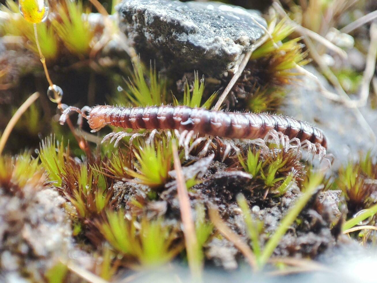 Makro Foto von ein kriechen Tausendfüßler.