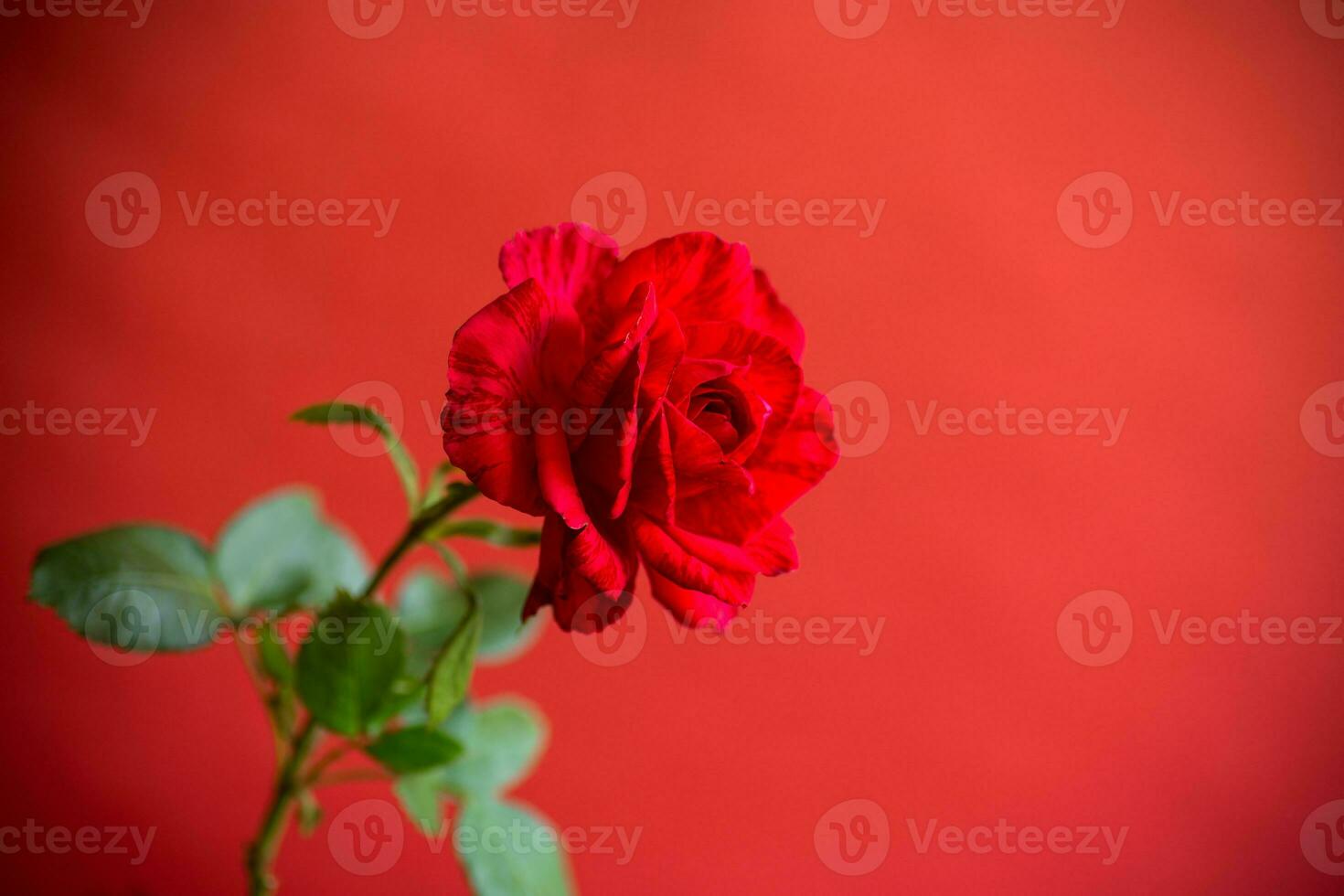 Blumen von schön Blühen rot Rose auf rot Hintergrund. foto