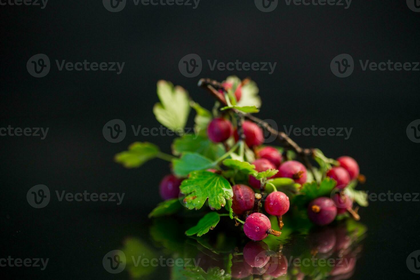 Ast von reif Stachelbeeren auf schwarz Hintergrund foto