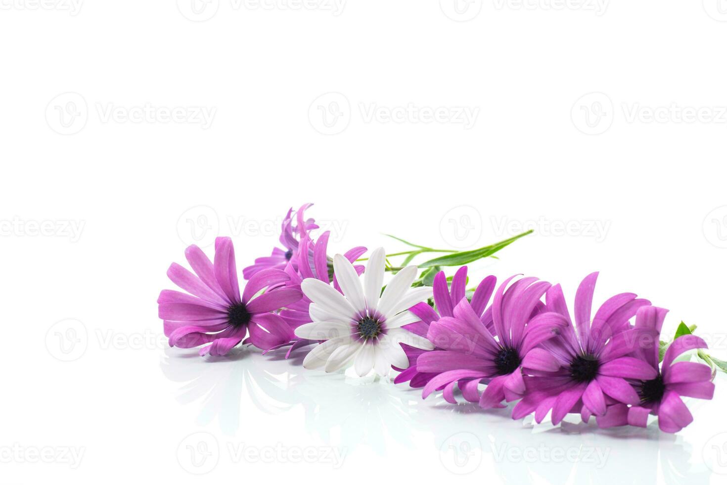 schön Weiß und lila Osteospermum Blumen auf Weiß Hintergrund foto