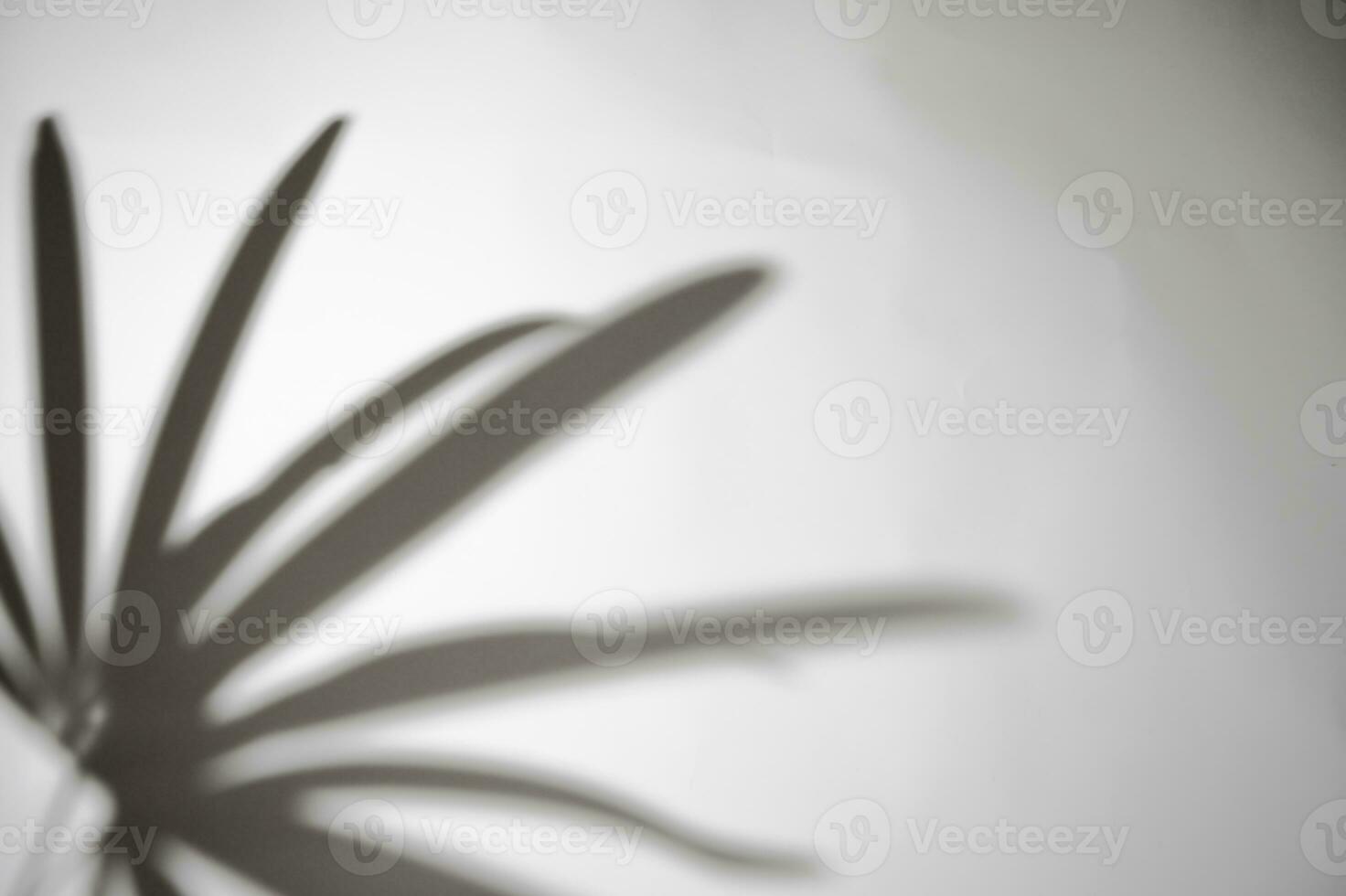 Bewegung von Schatten Palme Blatt im das Wind weht Overlay auf Weiß Mauer verwischen Hintergrund, Konzepte Sommer- foto