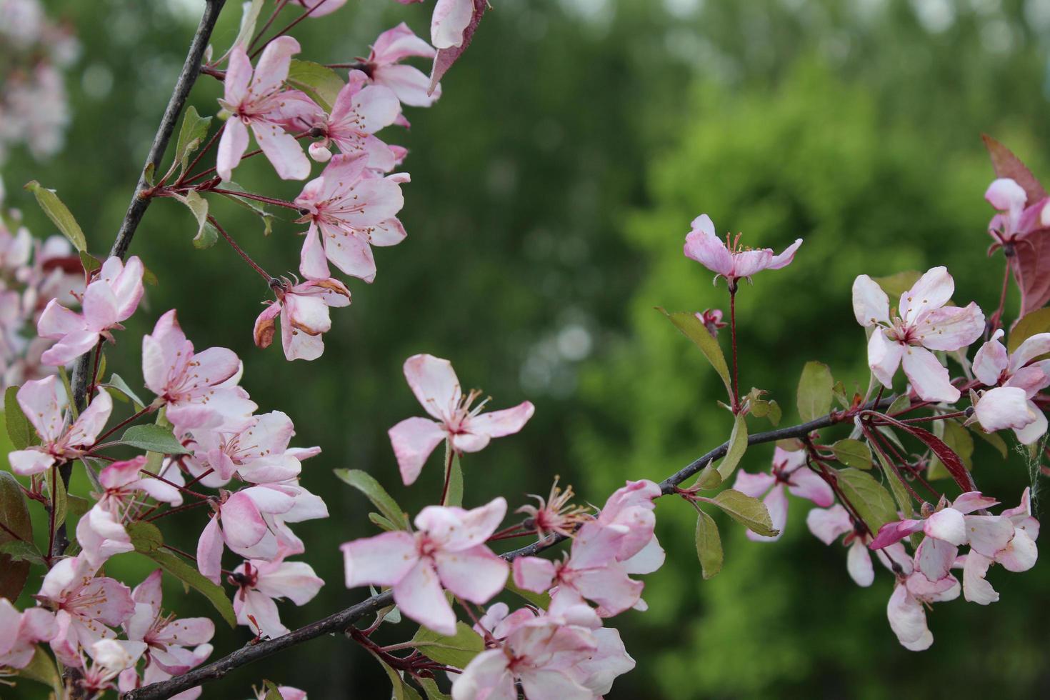 rosa Knospen der blühenden Kirsche. Sakura-Zweig foto