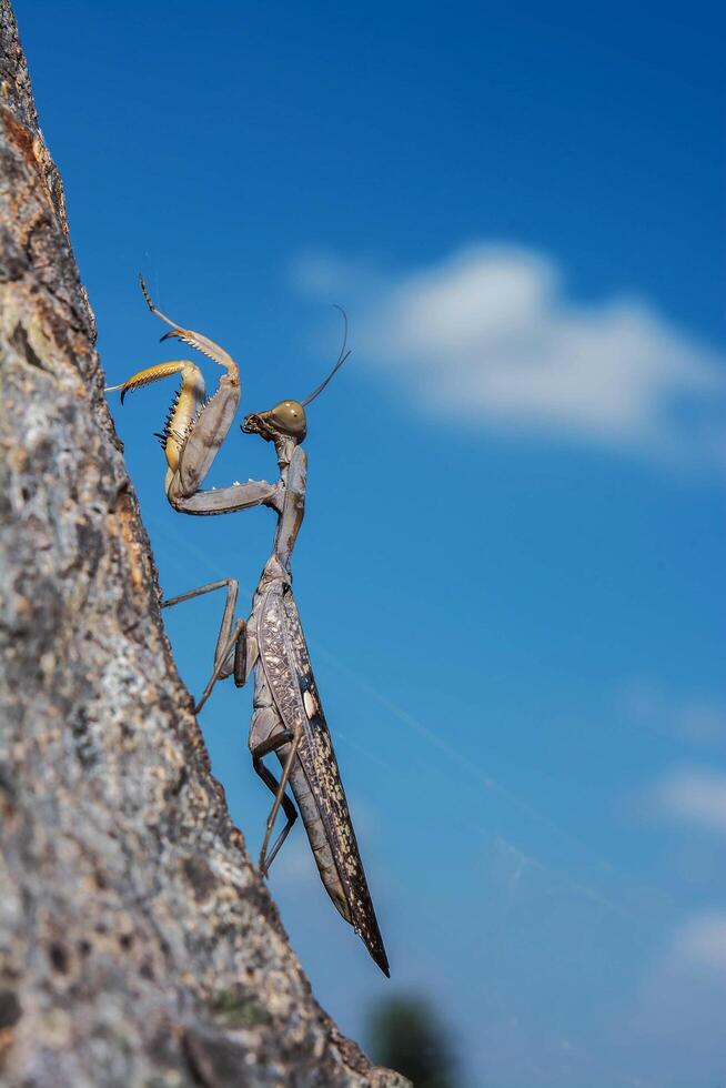 Totes Blatt Gottesanbeterin - Mantis Religiosa im Wald foto