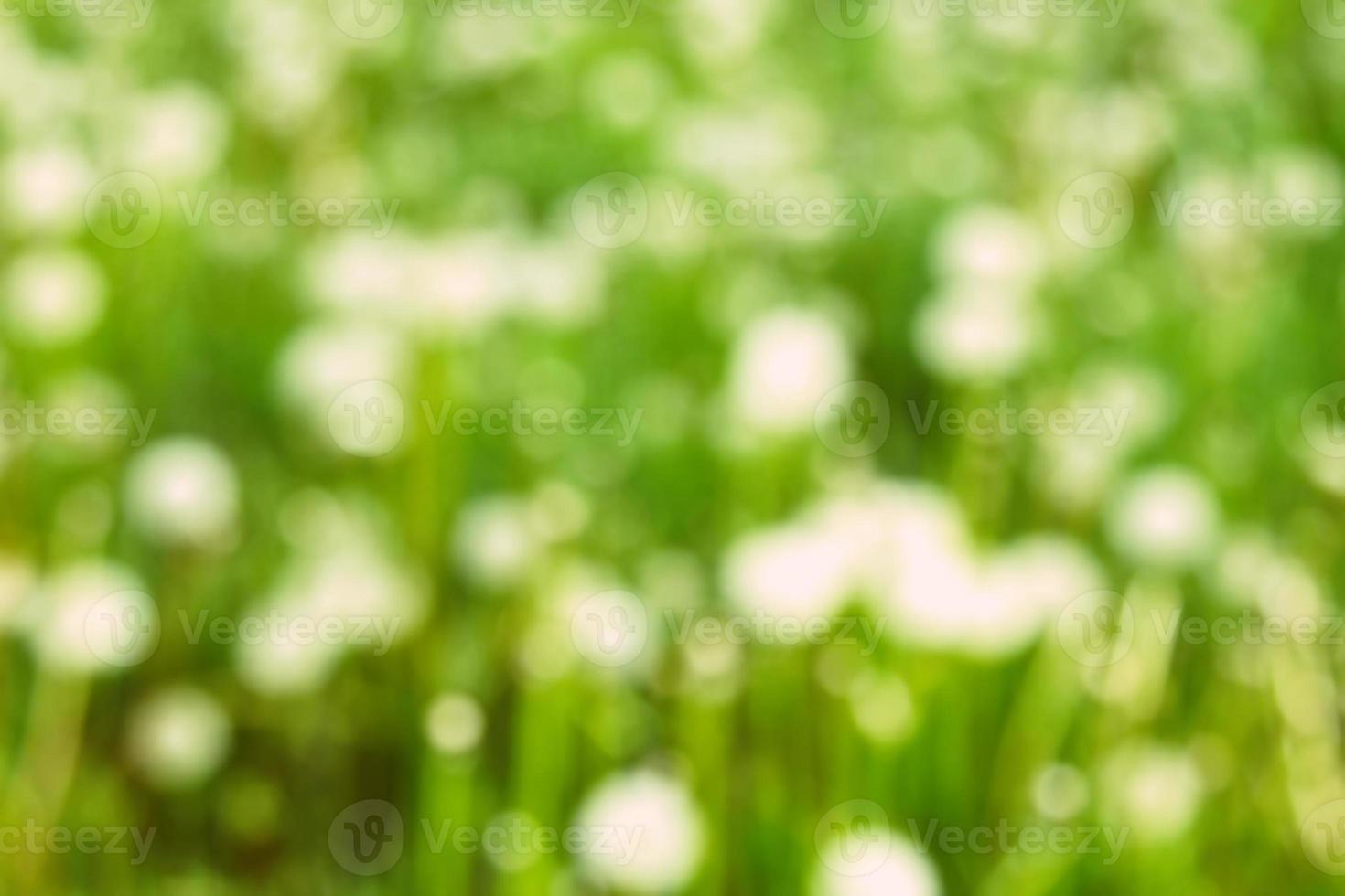 abstrakter grüner Bokeh-Hintergrund. verschwommene florale Textur foto