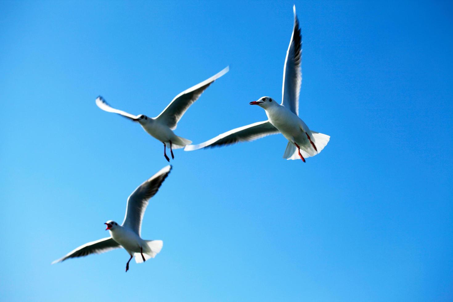 Tiervogelmöwe, die am Himmel fliegt foto