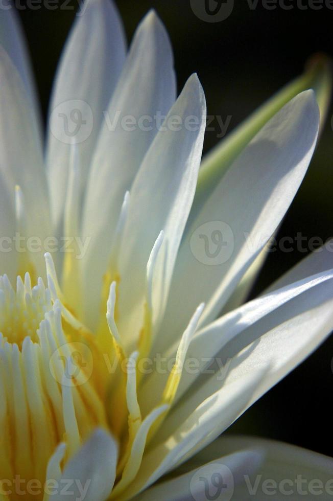 weißes Blütenblatt und gelber Pollen der Seerose foto