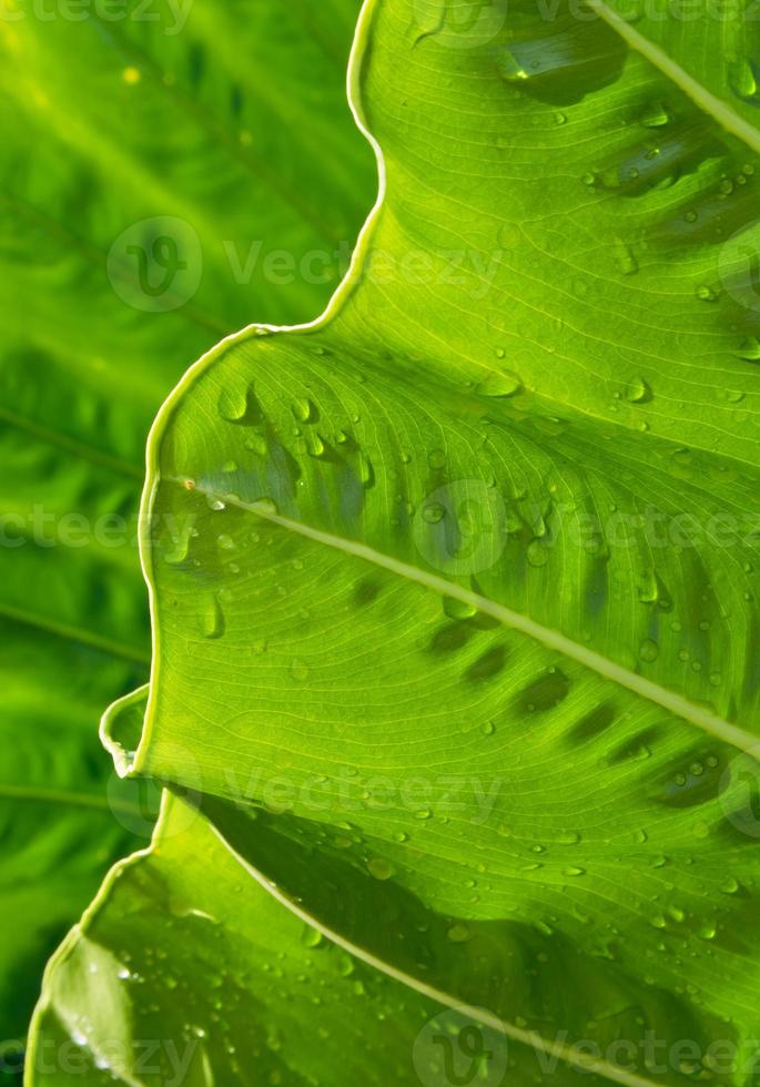 Frischeblatt von großem Caladium foto