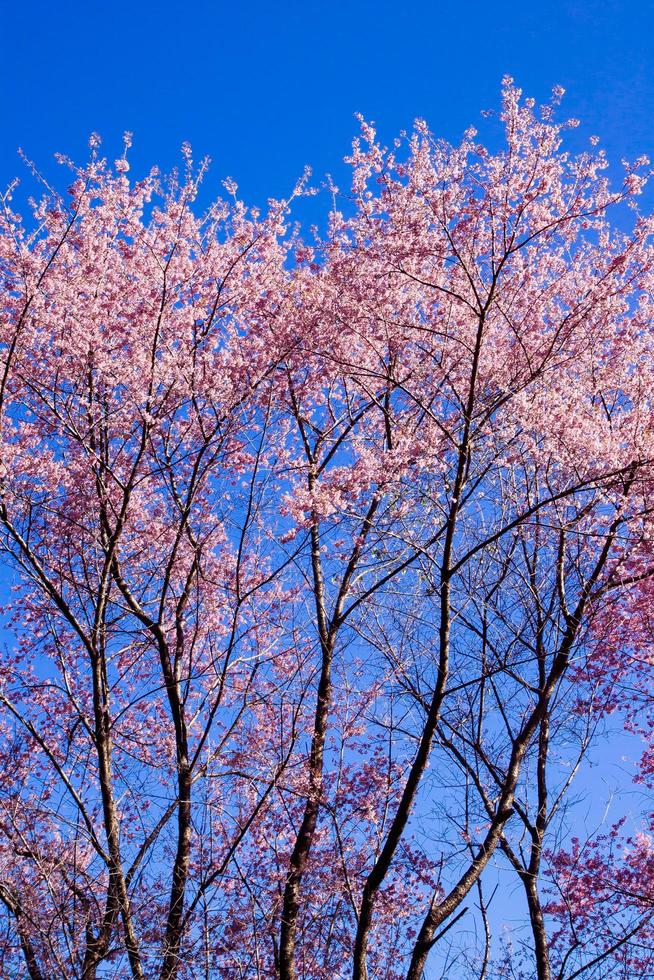 schöne Kirschblüten foto