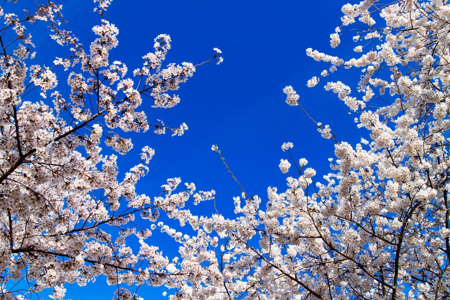 Kirschblüten am Gezeitenbecken. foto