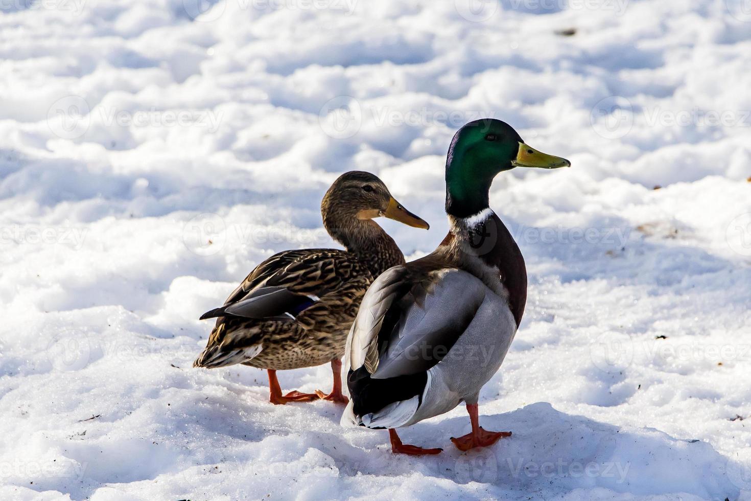 Wildenten im Winter auf Schneehintergrund. foto