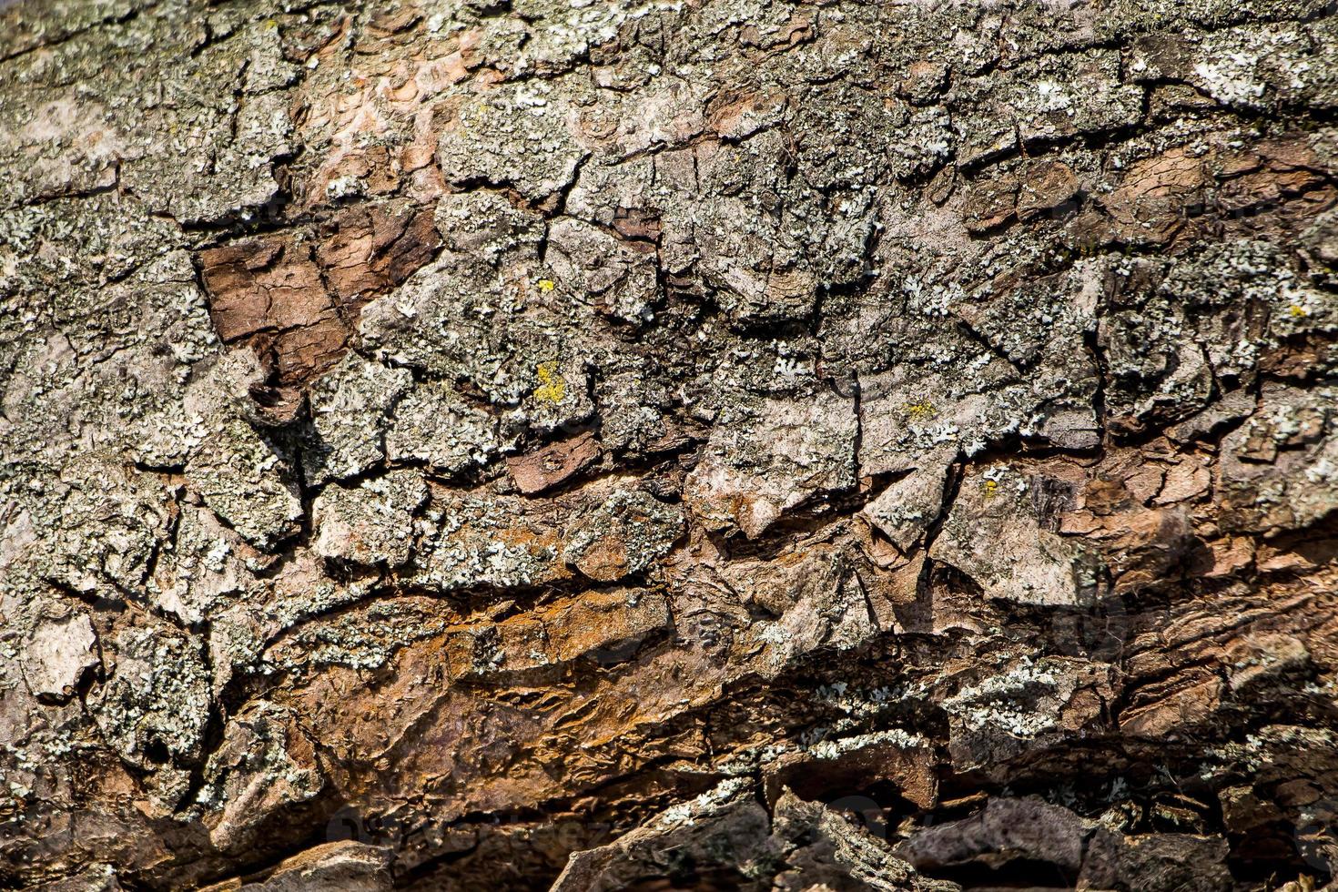 Hintergrund der natürlichen braunen Baumrinde foto